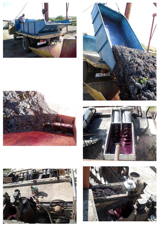 Все стадии изготовления вина. Все стадии изготовления вина.