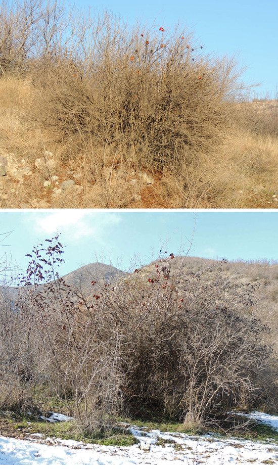 Дикие гранаты...