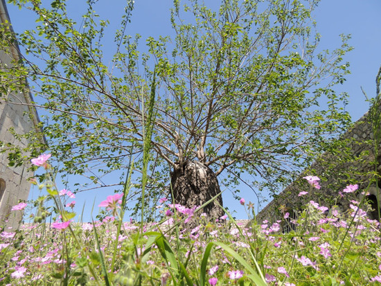 Тутовое дерево. Тутовое дерево.