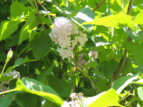 Белая сирень. Белая сирень.