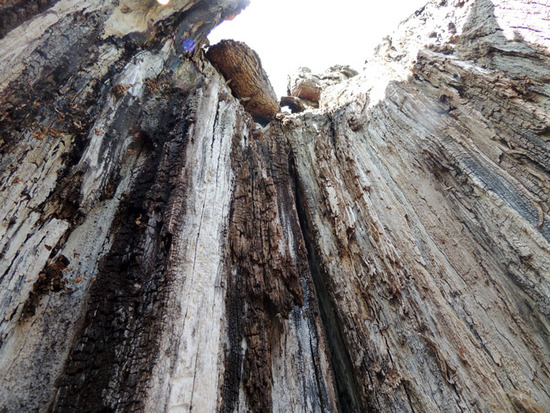 Тело туты, снято внутри самого дерева. Тело туты, снято внутри самого дерева.