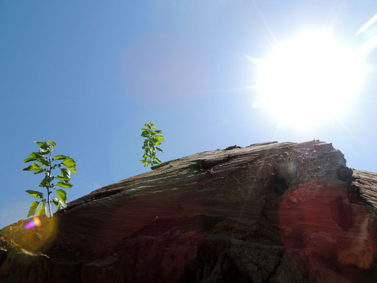 Распиленное дервео даёт жизнь... Распиленное дервео даёт жизнь...