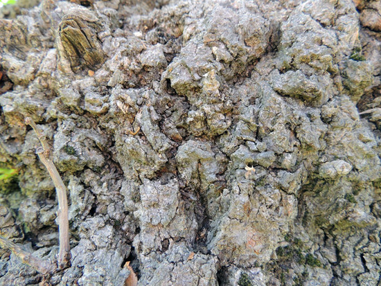 Кора векового тутового дерева. Кора векового тутового дерева.