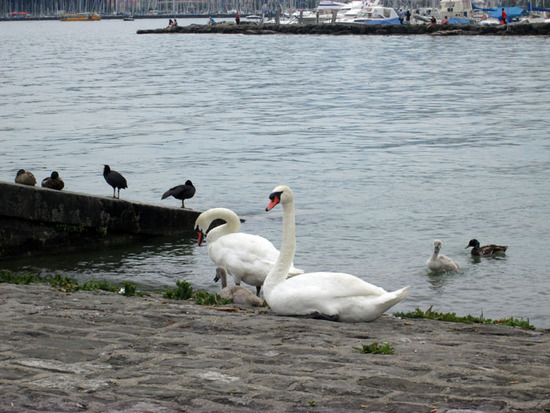 Лебеди со своим семеством. Лебеди со своим семеством.
