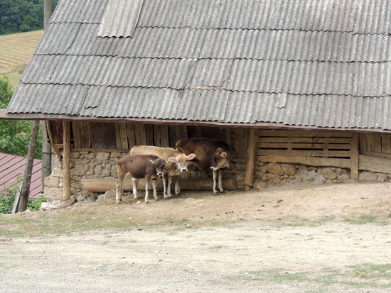 На другой телята... На другой телята...