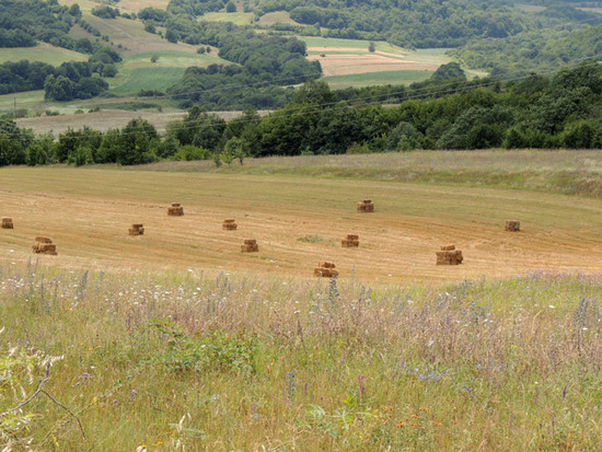 Поле... Поле...