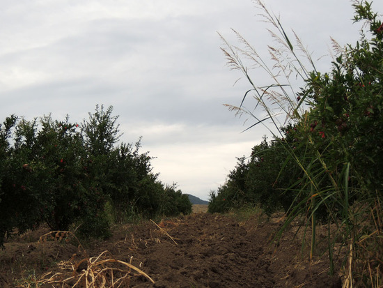 За садом надо ухаживать, обрабатывать землю... За садом надо ухаживать, обрабатывать землю...
