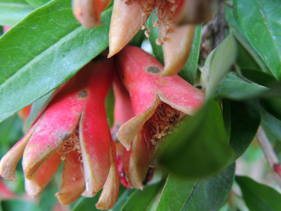 Гранат расцвёл. Гранат расцвёл.