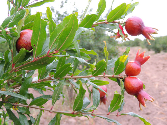 Малеькние гранаты. Малеькние гранаты.