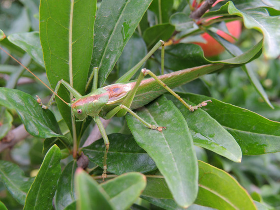 Кузнечик... Кузнечик...