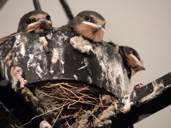 Тигранакерт. Гнездо ласточки на люстре музея. Тигранакерт. Гнездо ласточки на люстре музея.