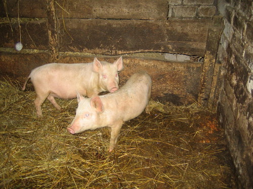 Условия содержания поросят на частном подворье села Александрия Георгиевского района Ставропольского края.
Фото корреспондента "Кавказского узла" Елены Костенко.