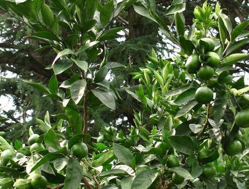 Дозревающие мандарины. Батуми, Аджария. Октябрь 2013 г. Фото Юлии Кашеты для "Кавказского узла"
