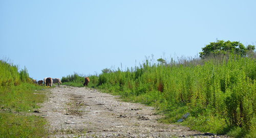 Место разбойного нападения на российских туристов. Фото Sputnik.
http://sputnik-abkhazia.ru/Abkhazia/20170712/1021440117/posle-tragedii-primorskoe-vozvrashhaetsya-k-privychnoj-kurortnoj-zhizni.html