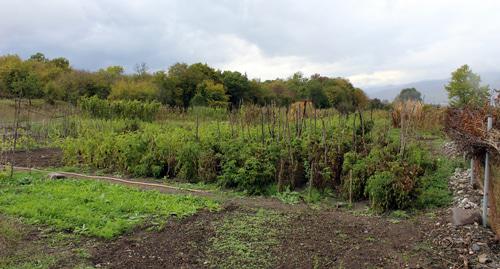 Огород в   Алашане  возделывали  18 семей из Талиша, Мартакертский район Нагорного Карабаха. 13 октября 2017 год Фото Алвард Григорян для "Кавказского узла"