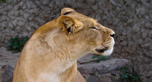 Львица. Фото пользователя  by L`Yoshka Flickr.com