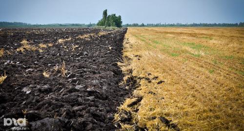 Поля. © Елена Синеок. ЮГА.ру