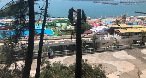 Рабочий спиливает пицундскую сосну в Сочи. Фото Светланы Кравченко для "Кавказского узла". Рабочий спиливает пицундскую сосну в Сочи. Фото Светланы Кравченко для "Кавказского узла".