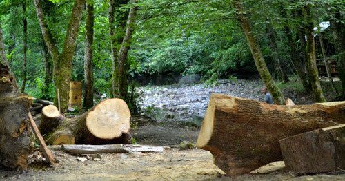 Срубленные деревья в районе "Сочинского национального парка" . Фото Светланы Кравченко для "Кавказского узла" Срубленные деревья в районе "Сочинского национального парка" . Фото Светланы Кравченко для "Кавказского узла"