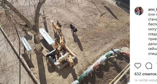 Стая собак на детской площадке в Нальчике. Скриншот публикации в Instagram-сообществе kbr.nalchik https://www.instagram.com/p/B7wRlLzlJzD/ Стая собак на детской площадке в Нальчике. Скриншот публикации в Instagram-сообществе kbr.nalchik https://www.instagram.com/p/B7wRlLzlJzD/