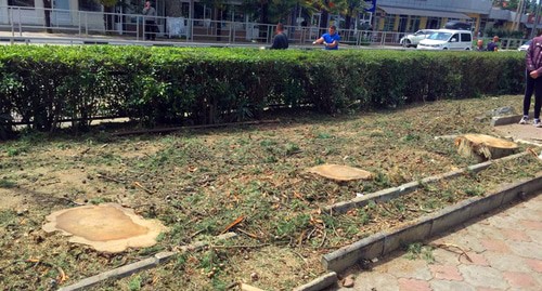 Оставшиеся после спилов пни в Лоу. Фото Светланы Кравченко для "Кавказского узла" Оставшиеся после спилов пни в Лоу. Фото Светланы Кравченко для "Кавказского узла"