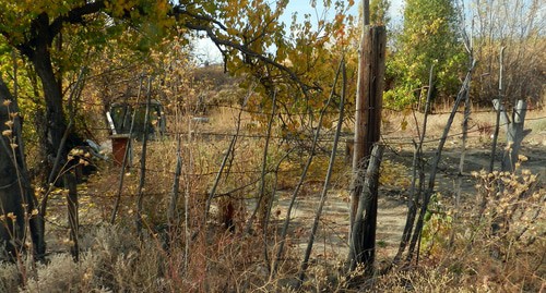 Лесополоса, где убили предполагаемых террористов. Фото Татьяны Филимоновой для "Кавказского узла" Лесополоса, где убили предполагаемых террористов. Фото Татьяны Филимоновой для "Кавказского узла"