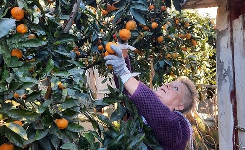 Сбор мандаринов в саду фермера в Очамчирском районе Абхазии. Фото Анны Грицевич для "Кавказского узла". Сбор мандаринов в саду фермера в Очамчирском районе Абхазии. Фото Анны Грицевич для "Кавказского узла".