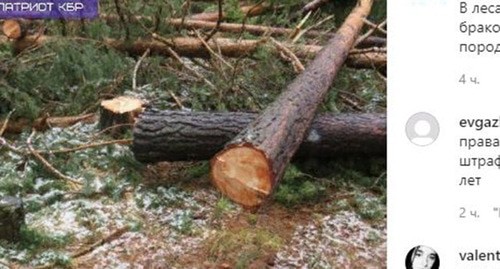 Браконьерская вырубка в лесах КБР. Скриншот видео https://www.instagram.com/p/CPa02IEFDuY/ Браконьерская вырубка в лесах КБР. Скриншот видео https://www.instagram.com/p/CPa02IEFDuY/