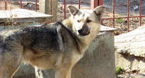 Бездомная собака. Фото Вячеслава Ященко для "Кавказского узла" Бездомная собака. Фото Вячеслава Ященко для "Кавказского узла"