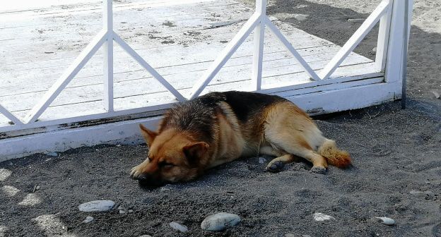 Бродячая собака. Фото Светланы Кравченко для "Кавказского узла". Бродячая собака. Фото Светланы Кравченко для "Кавказского узла".