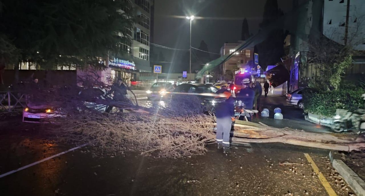 Одно из деревьев, упавших во время непогоды в Сочи. Фото: пресс-служба администрации Сочи https://t.me/officialsochi/35592 Одно из деревьев, упавших во время непогоды в Сочи. Фото: пресс-служба администрации Сочи https://t.me/officialsochi/35592