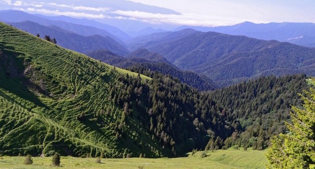 Леса в Боржоми, фото: dia-logika.ru Леса в Боржоми, фото: dia-logika.ru