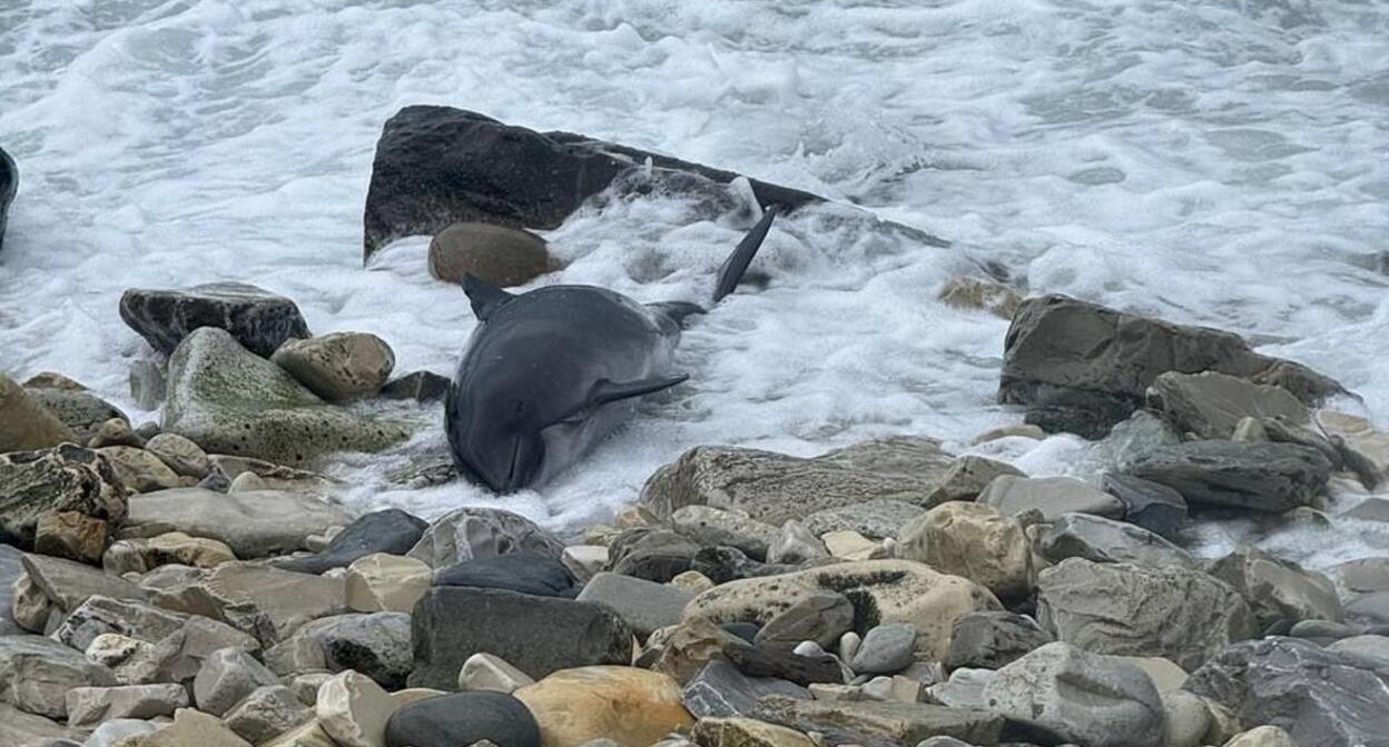Погибший дельфин. Скриншот видео https://www.bbc.com/russian/articles/ckg3974nwrdo