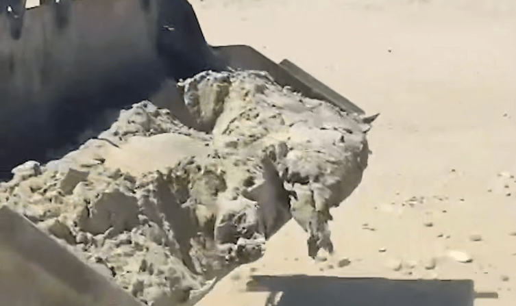 Уборка туш тюленей в Махачкале. Стоп-кадр видео из Telegram-канала Исрафила Исрафилова от 19.04.25, https://t.me/israfilof/23683.