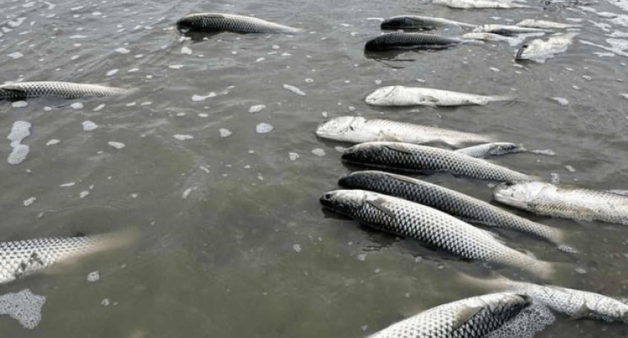 Мор рыбы в Витязевском лимане в феврале 2025 года. Скриншот фото "Блокнот Новороссийск" от 18.02.25, https://bloknot-novorossiysk.ru/news/v-anape-massovo-gibnet-ryba-vinovat-li-v-etom-mazu.