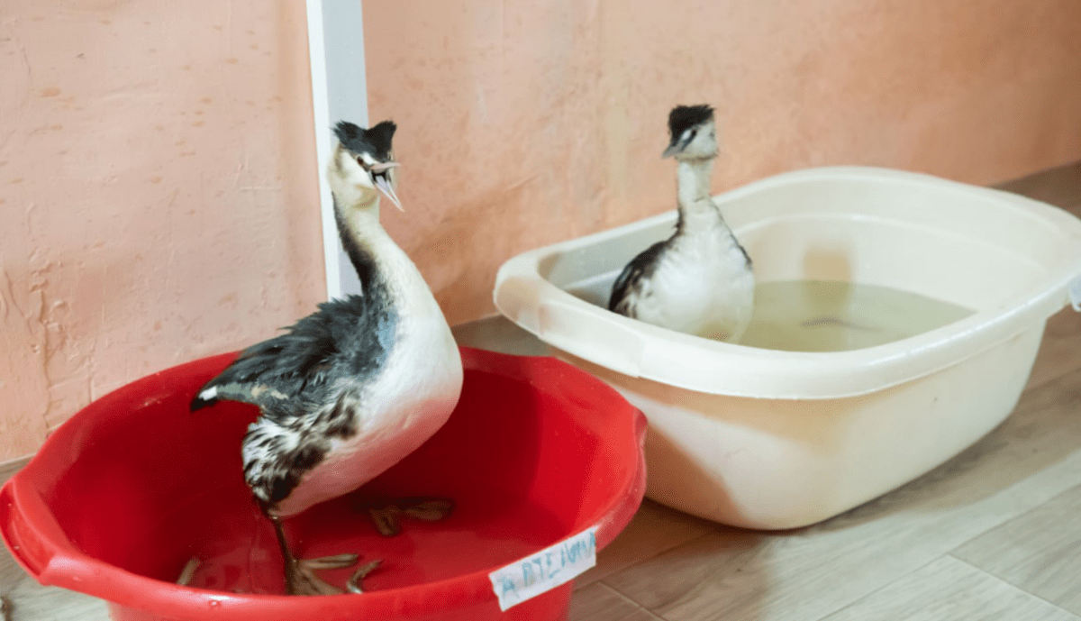 Птицы в волонтерском штабе. Скриншот фото из telegram-канала Евгения Витишко от 18.03.25, https://t.me/vitishko/17918