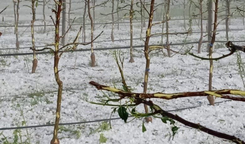 Поврежденные сады в Терском районе Кабардино-Балкарии, 8 мая 2025 года. Фото: Асланби Хуштов / "ВКонтакте".