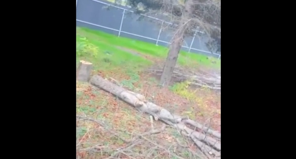 Спиленные деревья на улице Зеленой в Ростове-на-Дону. Ноябрь 2023 года. Кадр из видео читателя 161.RU https://161.ru/text/gorod/2023/11/12/72905951/