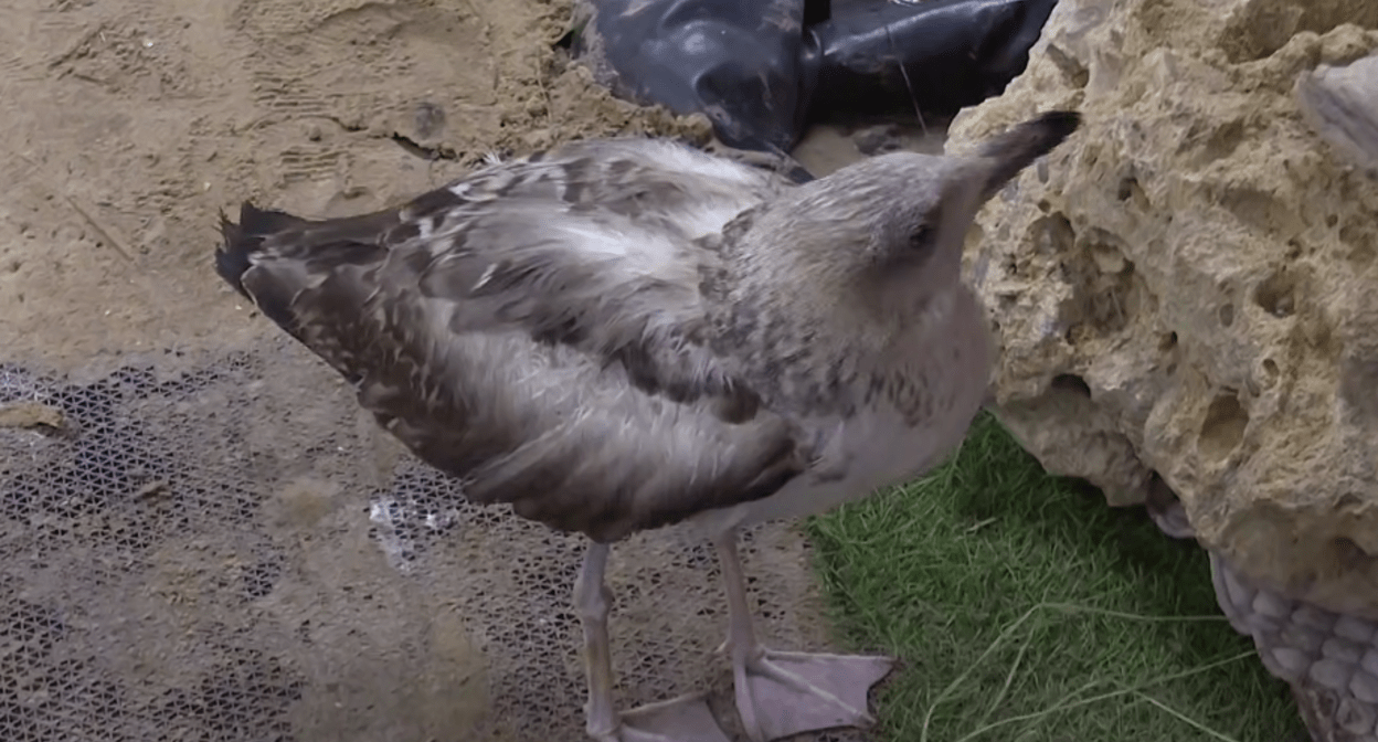 Одна из птиц в штабе "Полярные зори". Стоп-кадр видео оперштаба Краснодарского края от 22.05.25, https://t.me/opershtab23/13516.
