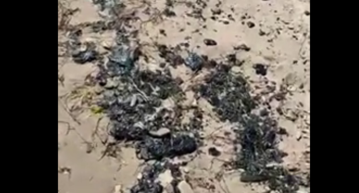 Новые выбросы мазута в Темрюкском районе. Стоп-кадр видео от 19.07.25, https://t.me/razlivnasvyazi/126779/301493.