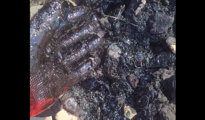 Мазут на Белой горе под слоем камней. Стоп-кадр видео штаба "Дельфины" от 01.08.25, https://t.me/razlivnasvyazi/233675/303003.