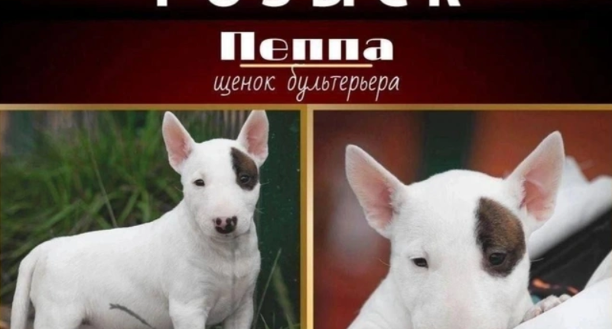 Объявление о пропаже щенка по кличке Пеппа. Скриншот фото "Фонтанка" от 17.09.25, https://www.fontanka.ru/2025/09/17/76033179/