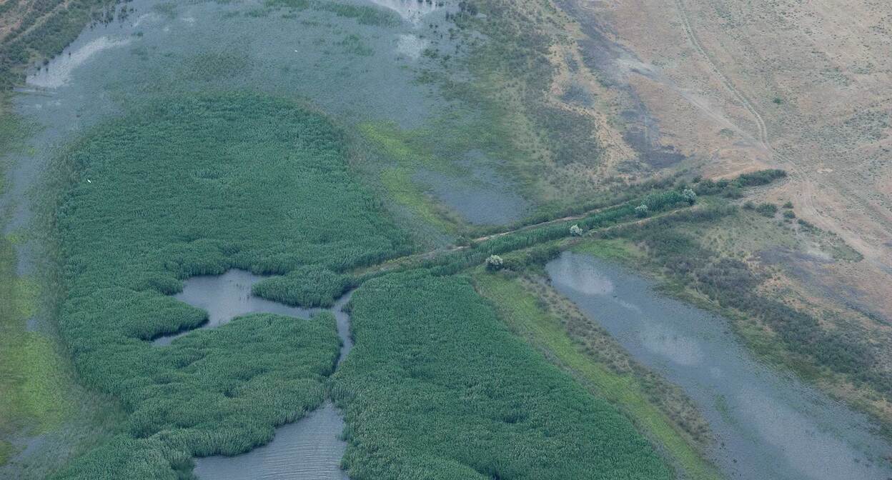 Западные подстепные ильмени. Фото: Евгений Полонский https://ast-news.ru/node/tragediya-zapadno-podstepnykh-ilmeney-rassledovanie-fotografa-evgeniya-polonskogo/


