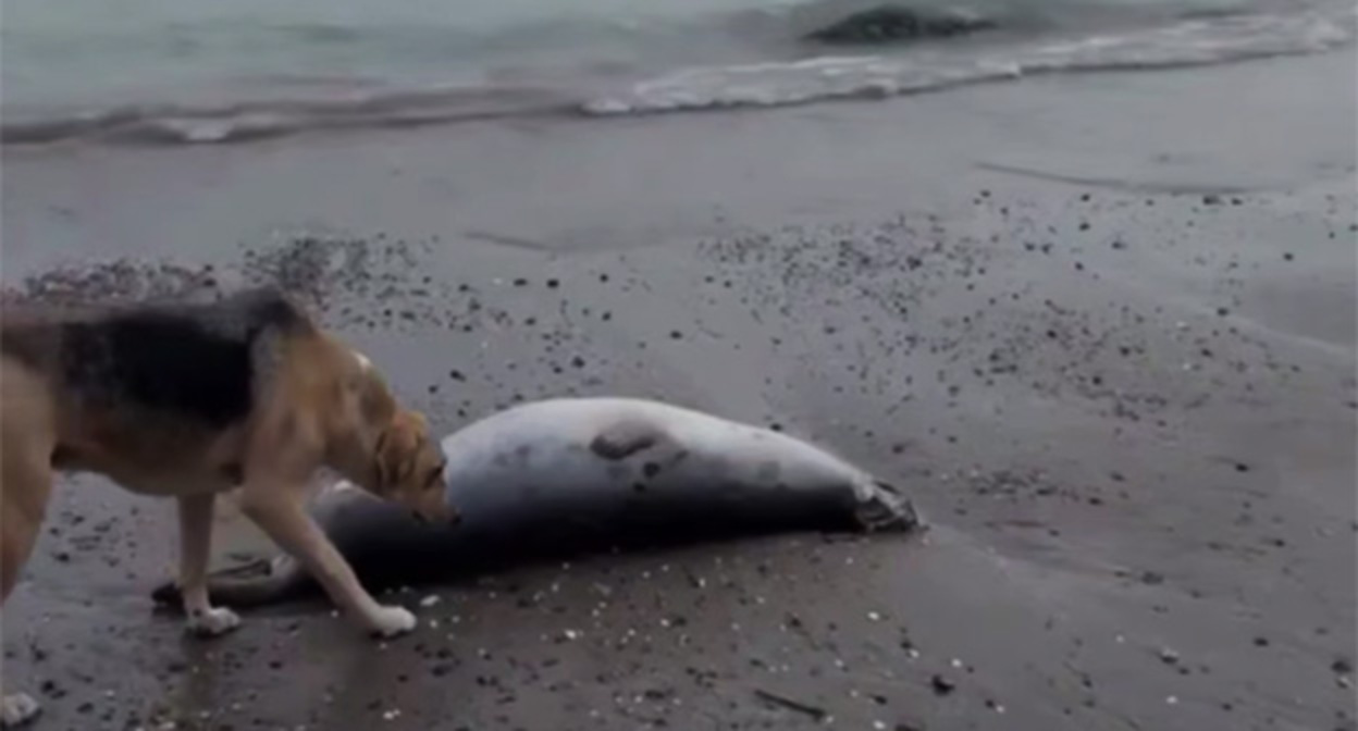 Мертвый тюлень на берегу моря. 1 декабря 2025 г. Скриншот видео https://t.me/official_atypical/39238