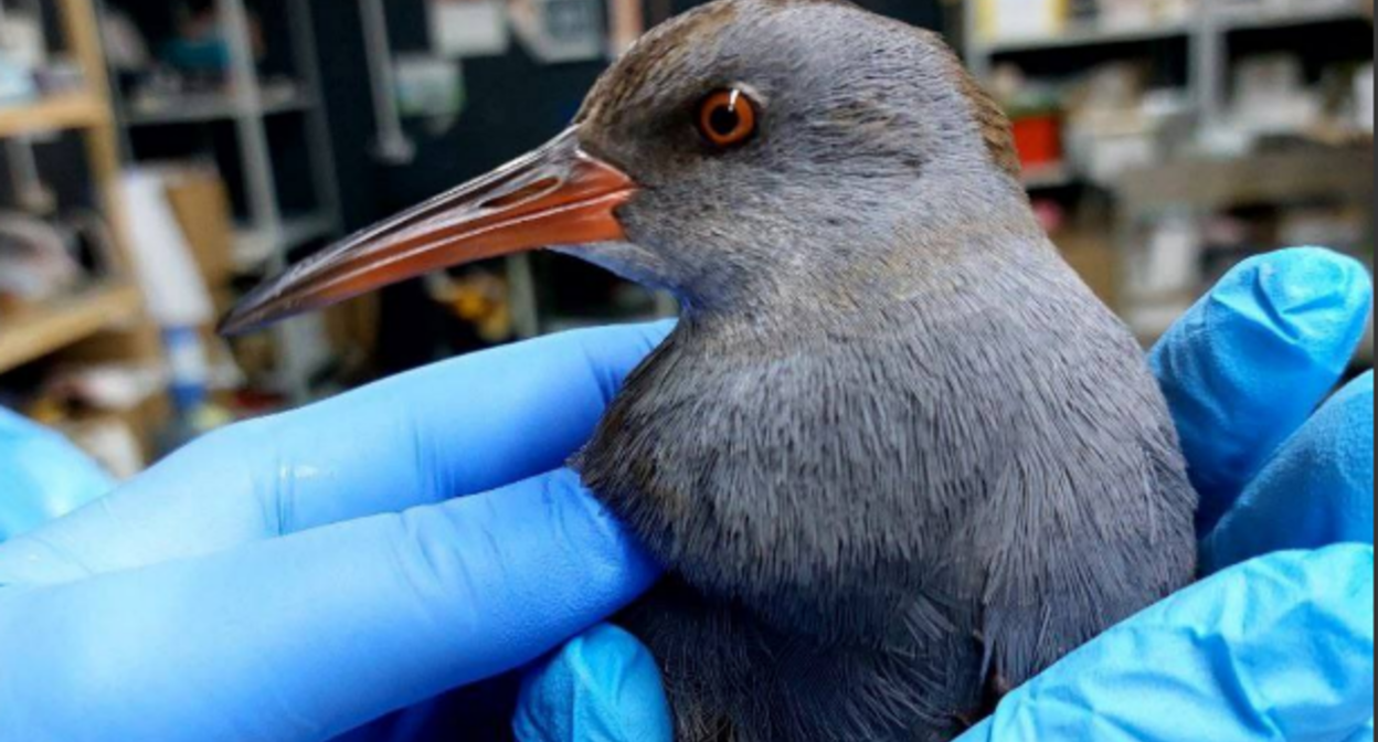 Пострадавшая птица в руках волонтеров. Скриншот фото из Telegram-канала центра реабилитации "Жемчужная" от 02.12.25, https://t.me/zhemchujnaya9/1256?single.