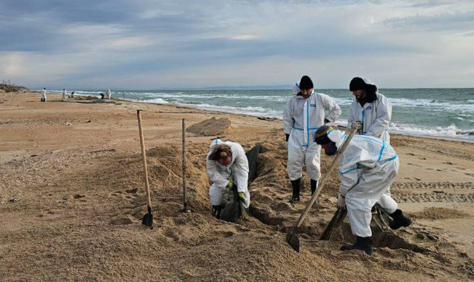 Волонтеры на пляже. Скриншот фото штаба "Сети, сито, лопата" от 08.01.26, https://t.me/setisitolopata/2259.