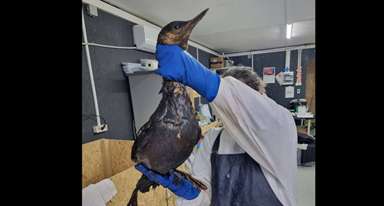 Птица в мазуте. 15 января 2026 г. Скриншот видео https://t.me/zhemchujnaya9/1401