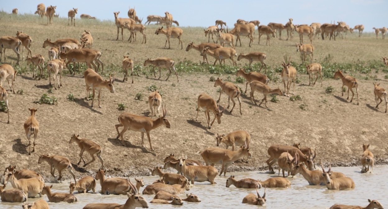 Сайгаки. Фото: Yakov Fedorov https://commons.wikimedia.org/w/index.php?curid=61113464