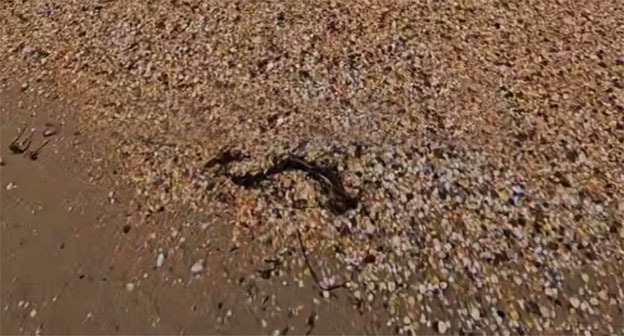 Выбросы мазута на берегу в Анапе. 6 марта 2026 г. Скриншот видео https://t.me/MoreOz/118189