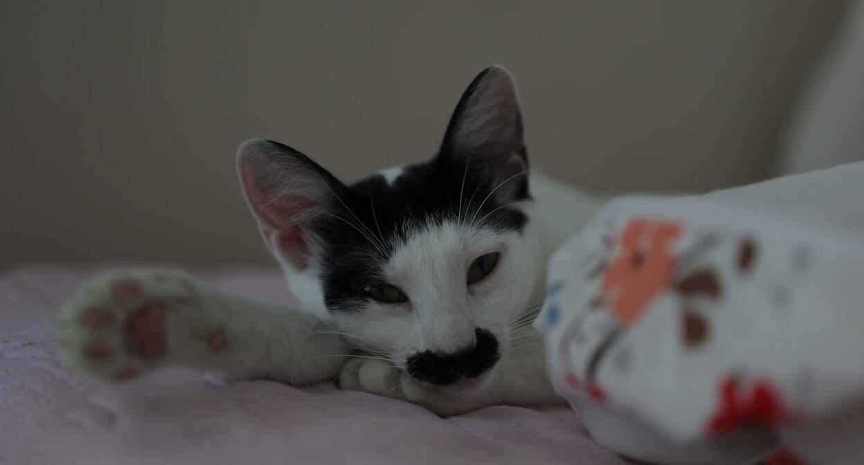 Кот с рисунком усов на морде. Фото: defne heybeli / Unsplash.com
